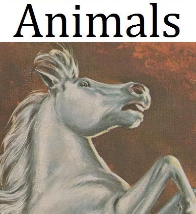 Animal Model Kits